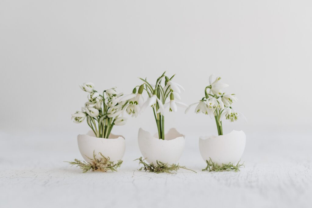 theree snowdrops potted in egg shels